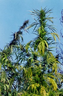 Hemp (Cannabis sativa var. indica)
