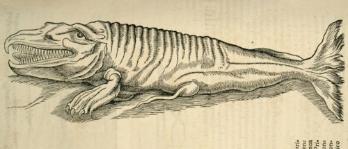 Sea creature