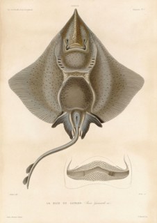 Gaimard's ray
