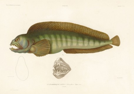 Atlantic wolfish