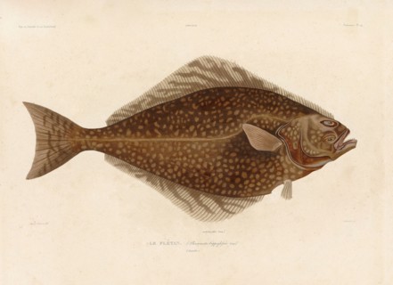 Halibut