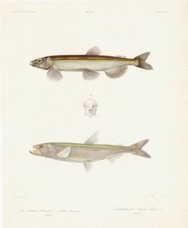 Lodde Capelan et l'Eperlan