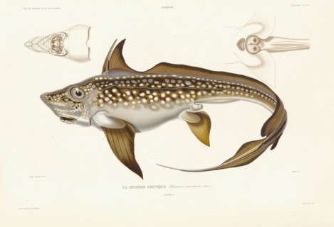 Chimère arctique