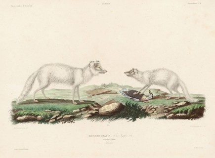 Arctic fox