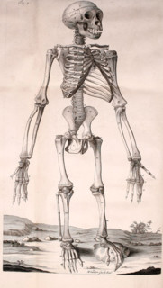 Squelette de chimpanzé