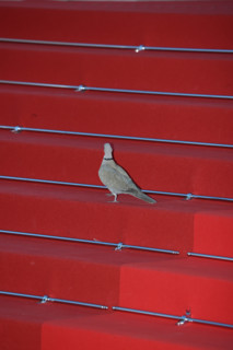 a special guest attends the "Histoires De La Nuit" (The Birthday Party) screening during the 79th
