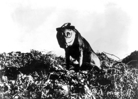 Chien portant un masque à gaz
