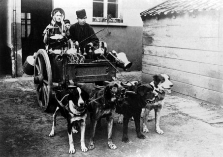Team of dogs