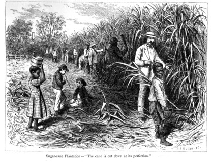 Scène dans une plantation de canne à sucre