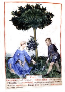 Taquinium sanitatis, manuscrit lombard (Milan ou Pavie)