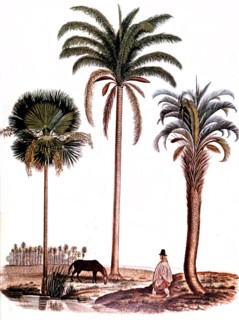 Darwin, Engraving from Darwin's journey aboard the Beagle