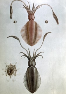 Darwin, Engraving from Darwin's journey aboard the Beagle