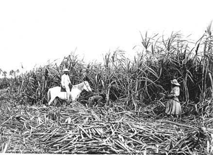 Récolte de la canne à sucre dans une plantation