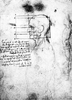 Anatomical proportions. The face