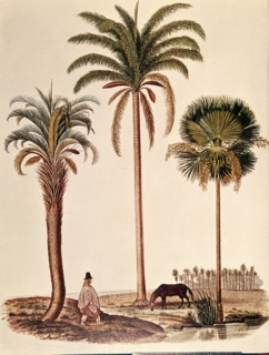 Les palmiers