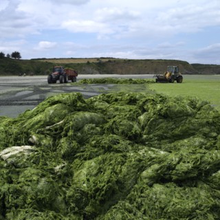 Green algae