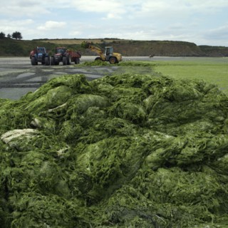 Green algae