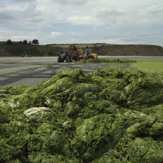Green algae