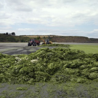 Green algae