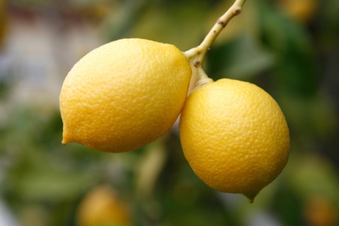 Citrons jaunes