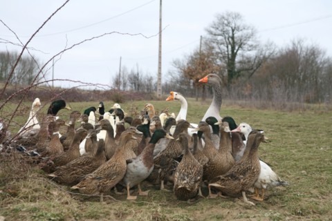Oies et canards