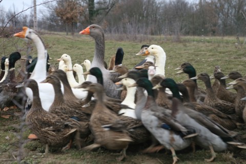 Oies et canards