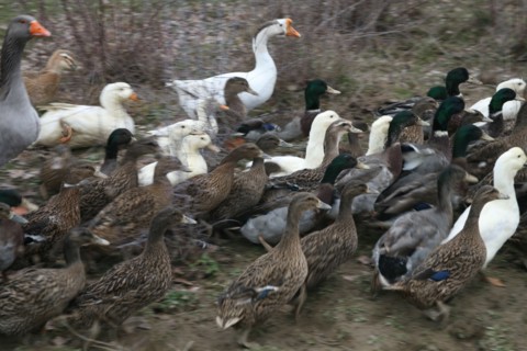 Oies et canards