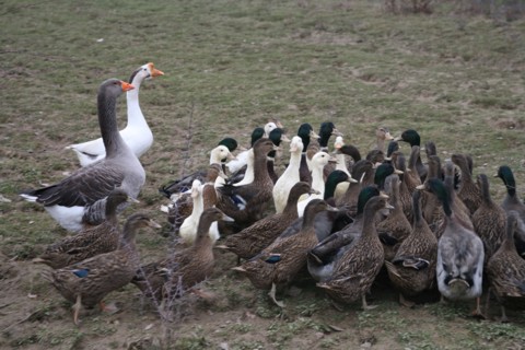 Oies et canards