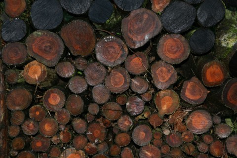 Rondins de bois