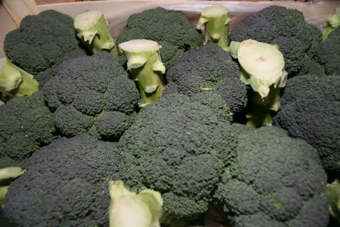 Broccolis