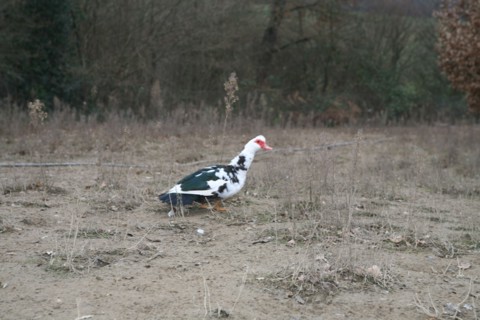 Black and white duck