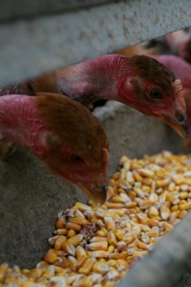 Mangeoir de poules