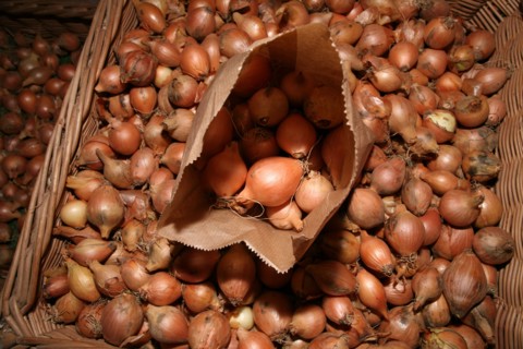 Shallot