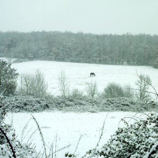 Cheval dans un champ enneige