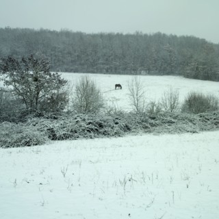 Cheval dans un champ enneige