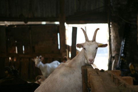 Chevre blanche