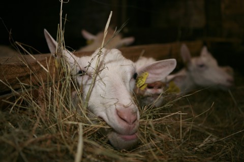 Goat eating hay