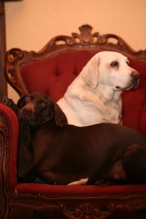 Chiens