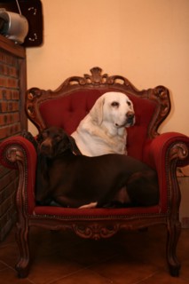 Chiens