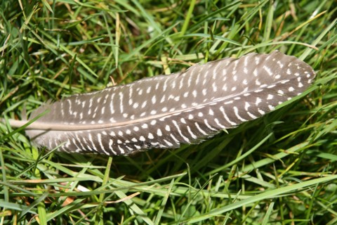 Plume