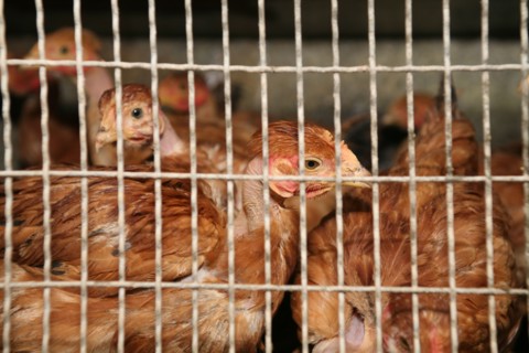 Poules en cage