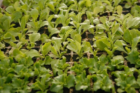 Salades