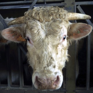 Head of a bull