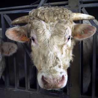 Tête de taureau