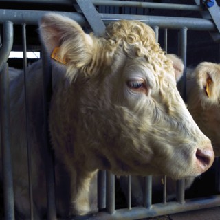 Tête de vache
