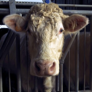 Tête de vache