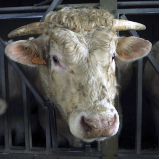 Tête de taureau