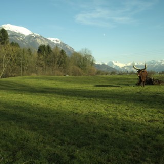 Vache dans un pre