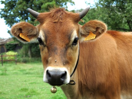 Vache broutant dans un champ en hiver