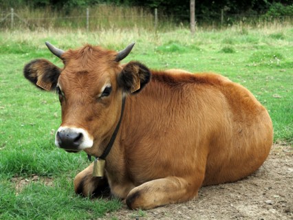 Vache broutant dans un champ en hiver